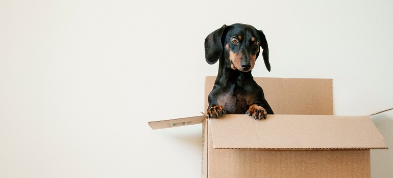 a dog in a box