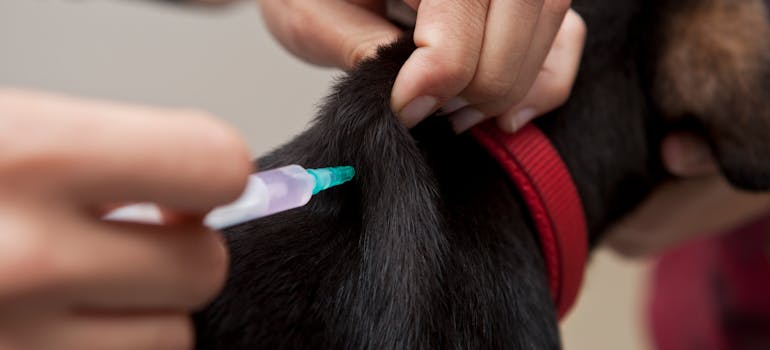 A dog being vaccinated