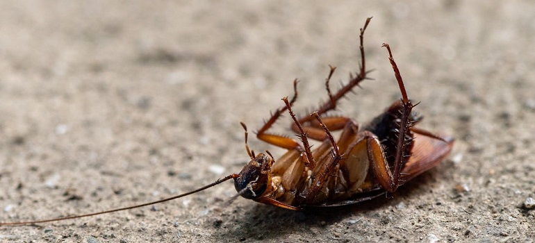 a dead cockroach