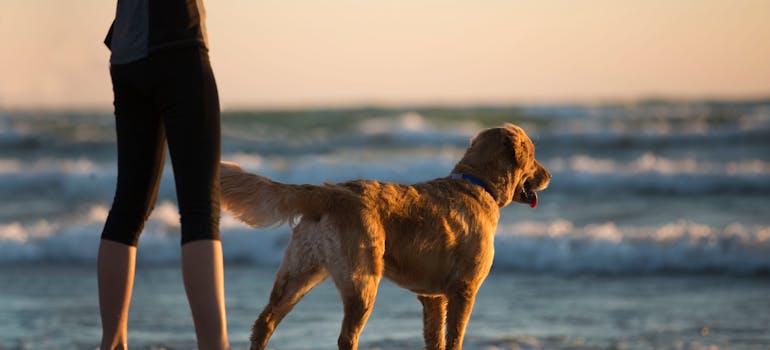 A person with a dog at the beach