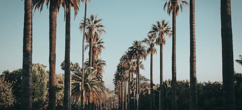 Palm trees on the street